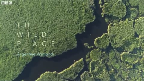 The Soothing Wetlands of Argentina | The Wild Place | BBC Earth