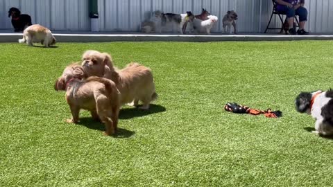 Puppy Mill Rescue Dogs Enjoy Their First Time to be Free Outdoors
