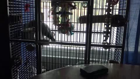 African Grey Parrot Talking - Orion the Star