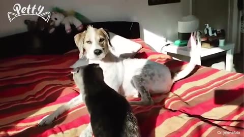 Funny Dog and Cat videos that Make Me Laugh Uncontrollably 😂