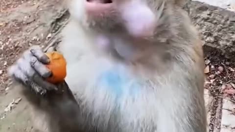 Monkey funny video for kids , monkey lover
