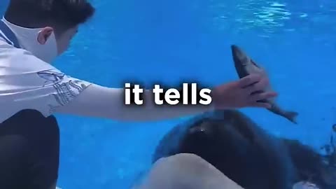 This Orca Is Smarter Than Some Humans #shortsfeed #killerwhales