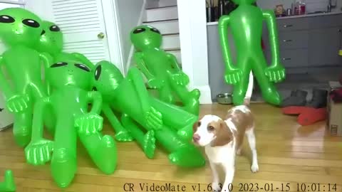 Puppy Not Scared of Alien Invasion Prank Cute Puppy Dog Indie gets Pranked by Aliens!