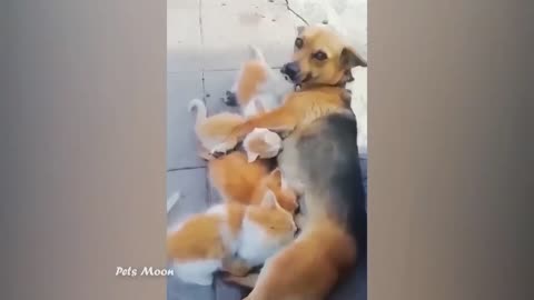 Funniest CATS and DOGS video