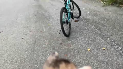 Siberian cat does back flips when instructed