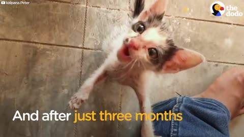 Kitten Rescued From Traffic in India Loves To Cuddle With Her Rescuer | The Dodo