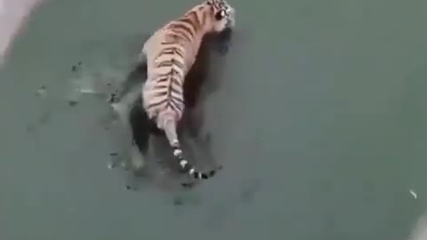 A duck giving a tiger camouflage lesson.