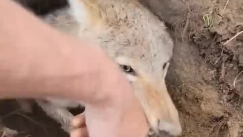 Trying to get a free forest Puppy be like... #coyote #puppy #weavethecoyote #duckandweave.mp4