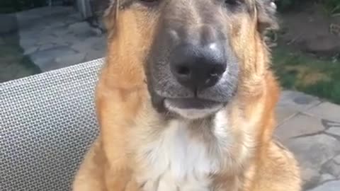 Funny Reaction Of Dog | GiggleZooUnlimited