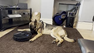 Dog vs Robot vacuum