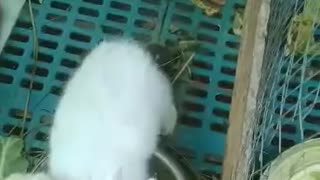 3 weeks old rabbit eating a carrots