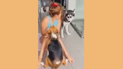 Funny Animal Videos Part 26 __Super Funny Dog Videos