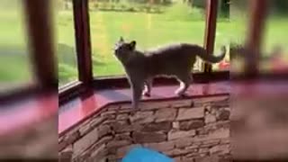 Cat in action