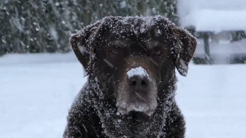 Happy dog ​​in the snow