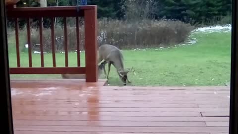 Little Deer Does Hot Laps and Scares the Bejeezes Out of a Big Buck