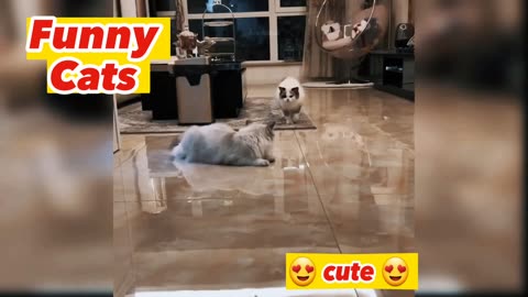 So funny cats must watch | Cat videos part 2| #catsvideos