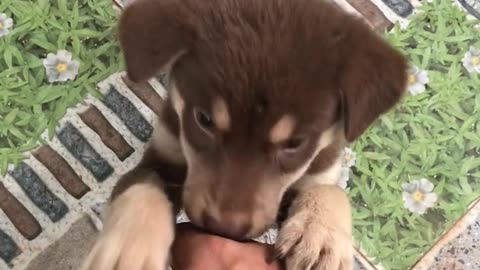 So Cute Dog | Animal video