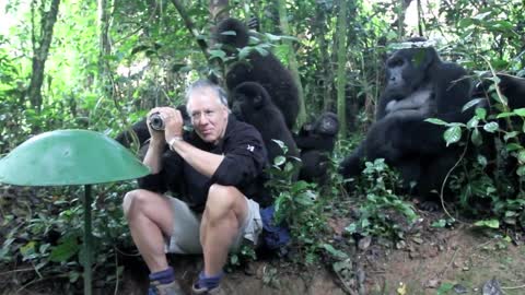 Touched by a Wild Mountain Gorilla (short)