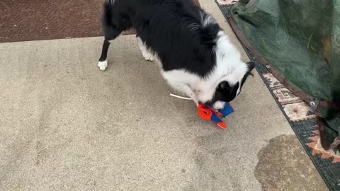 Border Collie does not like Biden