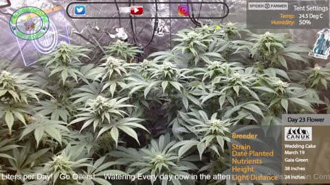 Wedding Cake by Canuk Seeds Grow Update (Day 24 Flower)