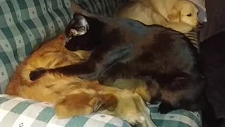 Golden Retriever receives expert massage from cat