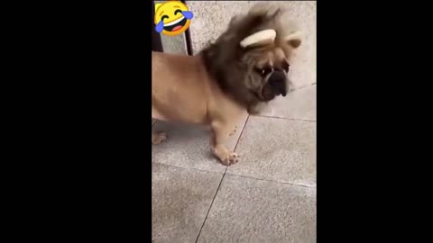 🤣Funny dog video🤣