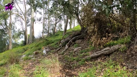 DUENDE SALE de su CASITA y se MUESTRA ante los HUMANOS por primera vez 41 | Laguna Negra