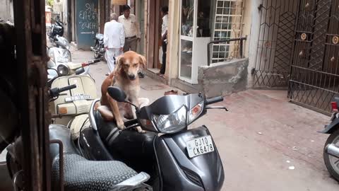 Sleeping dog on scooter.