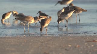 Shorebirds Feeding