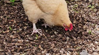 OMC! Worm hunting and eating is serious business for these chickens!