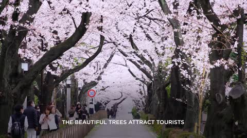 Feast Your Eyes on Japan’s Gorgeous Cherry Blossoms