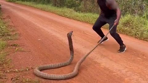 Catching king cobras is never easy