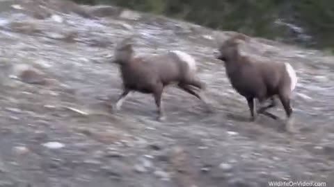 Bighorn Sheep Rut - The Mating Chase_Cut