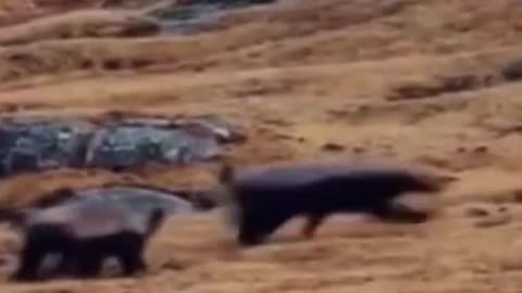 "Untamed Showdown: Honey Badgers vs. Wild Dogs in Epic Wildlife Clash!"