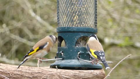 Goldfinch feeding