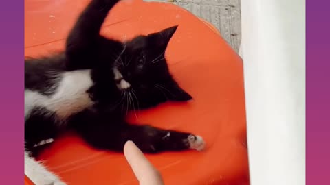 funny tuxedo cat playing with my finger