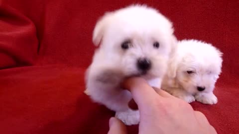 PUI DE BICHON MALTESE 0725758099