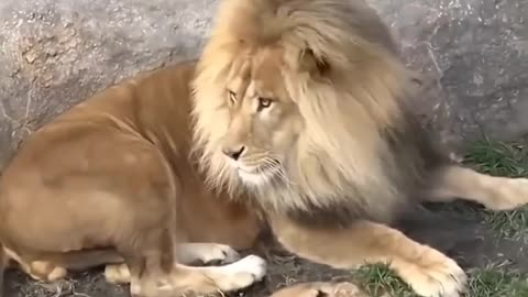 Lion Scared Of Her Child