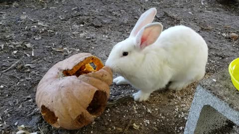 Rabbit loves Pumpkin