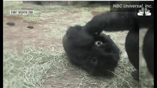 "Sweet Tickles"Mommy Gorilla & Baby 🐾🦋♥️😇🎼🎶 Full Video