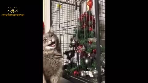 😂 Funniest Cats and Dogs Videos 😺🐶 || 🥰😹 Hilarious Animal Fun network of lovely