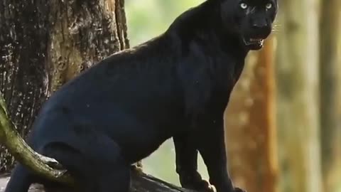 Wildlife in closer view with a natural perspective. Black Panther