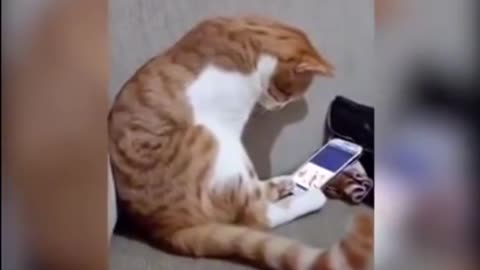CAT SEES OWNER WHO RECENTLY PASSED AWAY IN A VIDEO AND HIS REACTION WILL BREAK 💔YOUR HEART