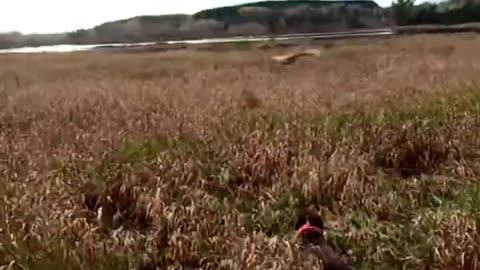 Pheasant Hunting with Over_Under Shotgun!