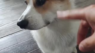 My Corgi puppy treating me like John Cena 🤣🐶