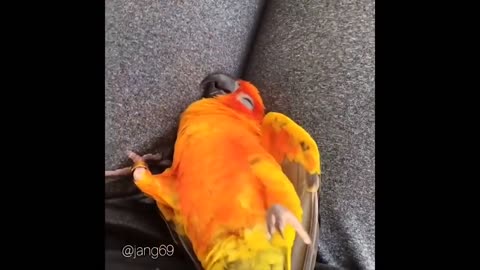 Cute movements of a parrot