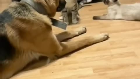 why cat always slap dog lets see best of years try not to laugh 🤣 🤣 #shorts #animals #cat #dog ❤️ 🆕️