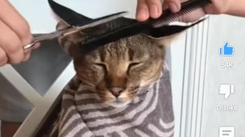 Caracal cat gets a haircut