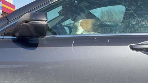 Impatient Beagle Honks Car Horn