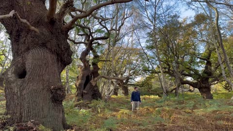 ***There's Over 4000 Giant Oaks in this Forest - heres why***